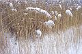 Snow 012